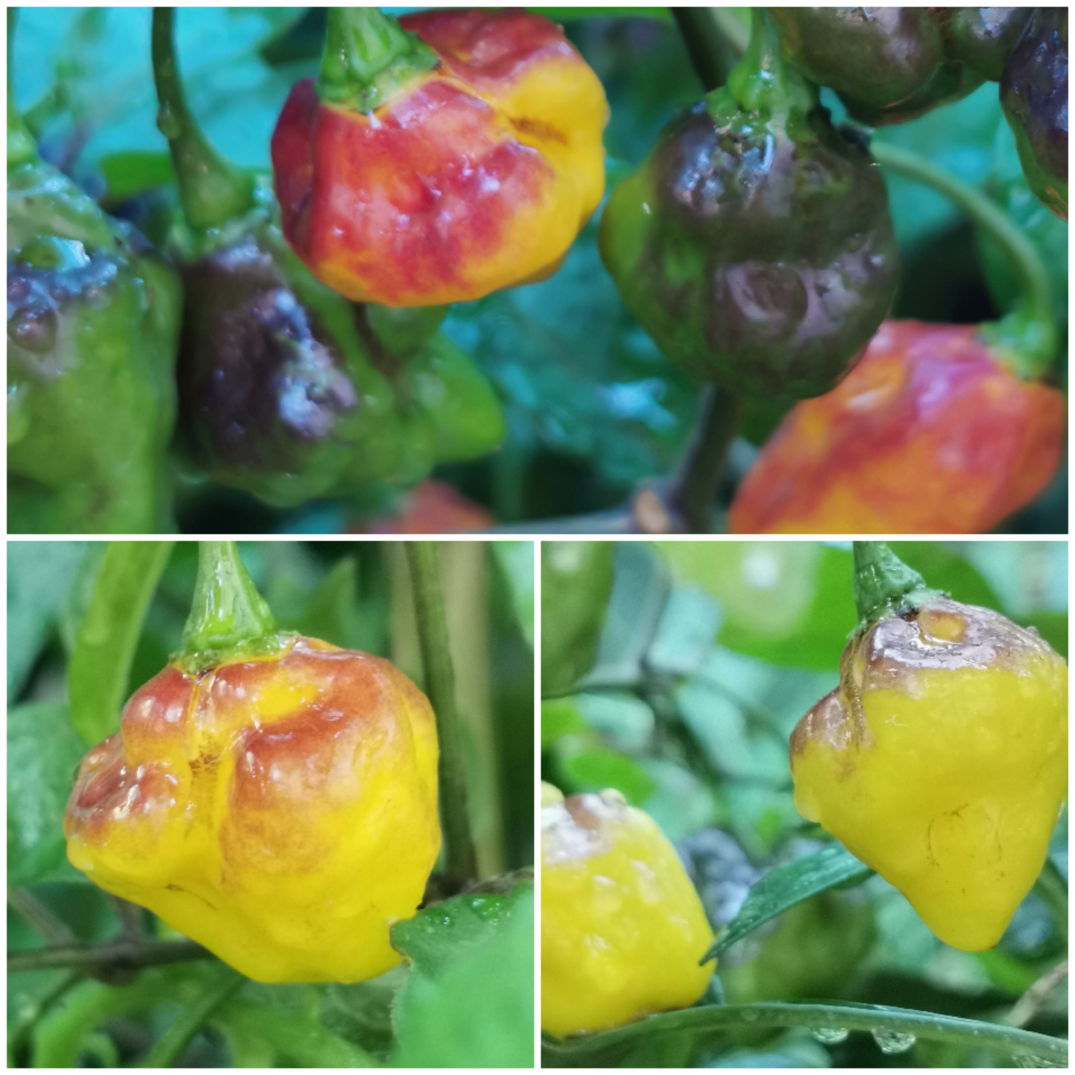 Pretty, but mind the temper! 