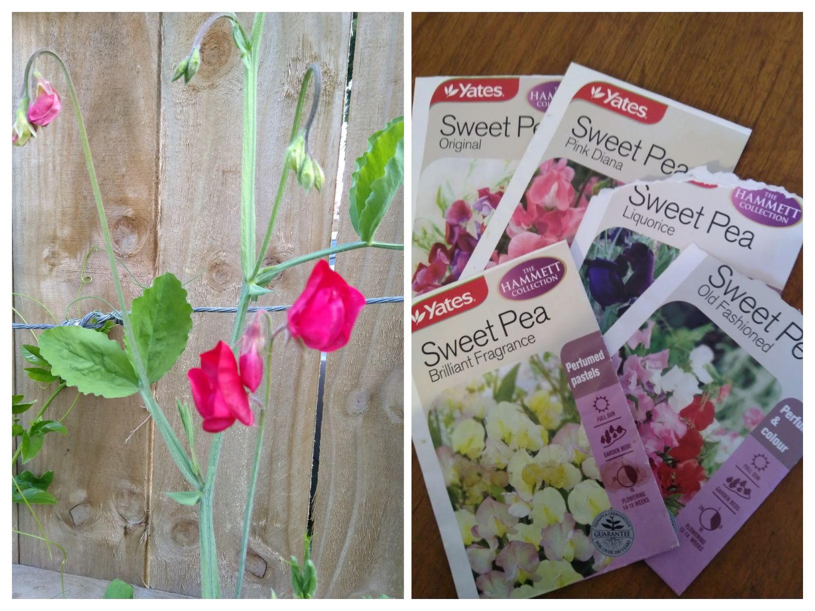 Sweet Pea’s = Success!