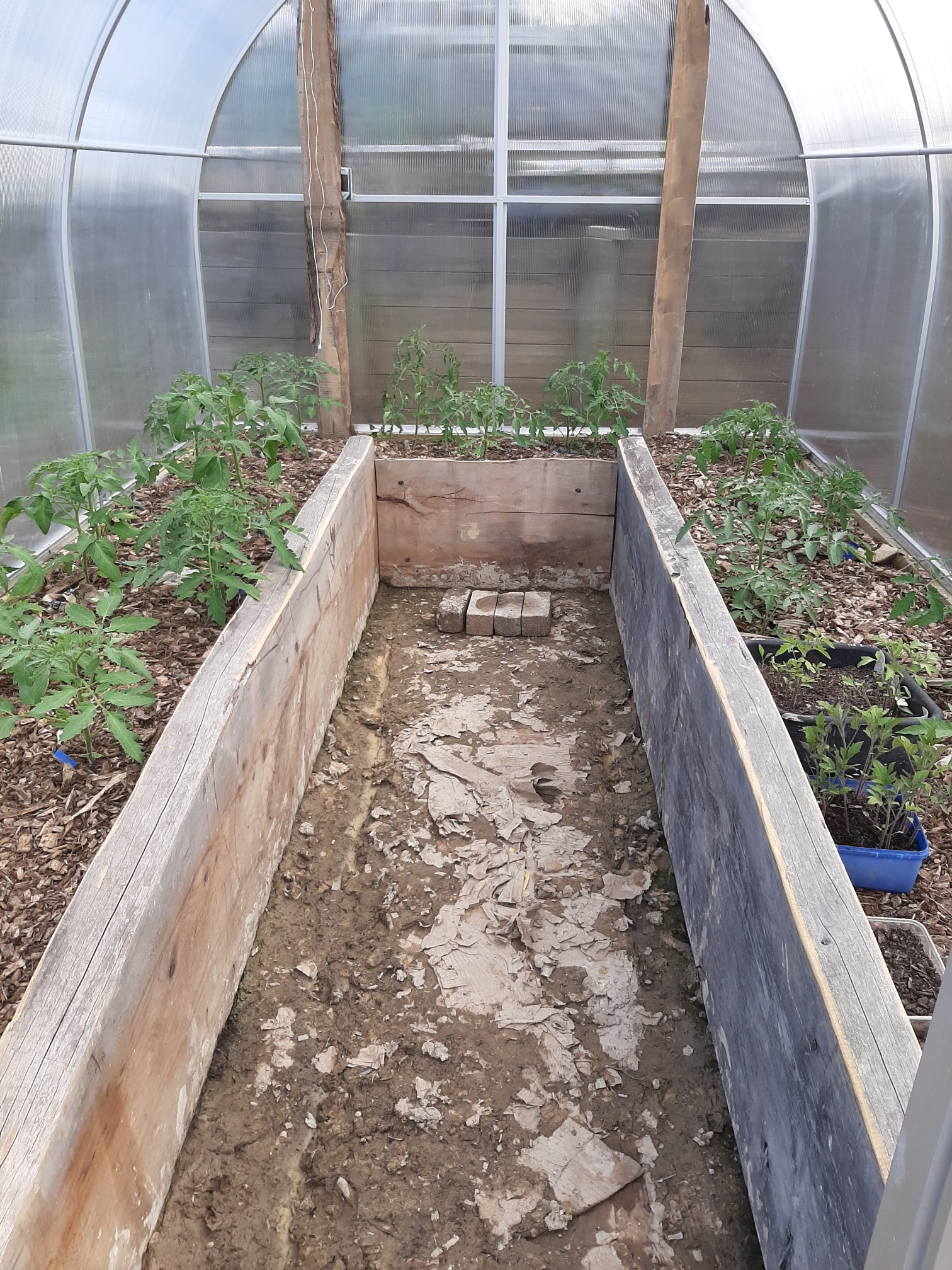 Tomatoes in the poly house