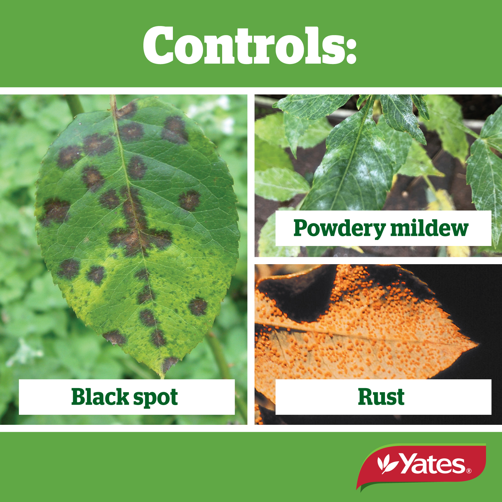 Yates Web Info FUNGUS GUN V4