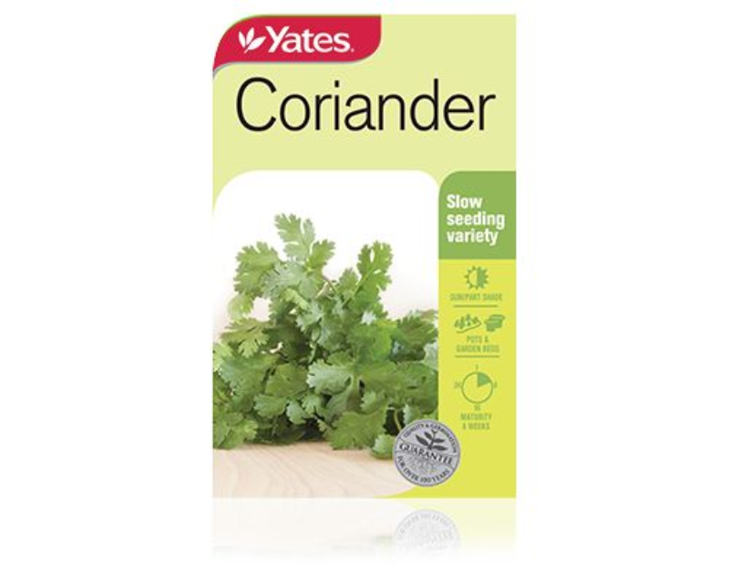 Coriander