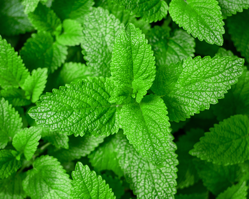 Lemon Balm