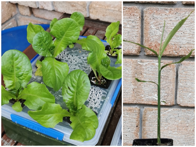 New plants and hydroponics