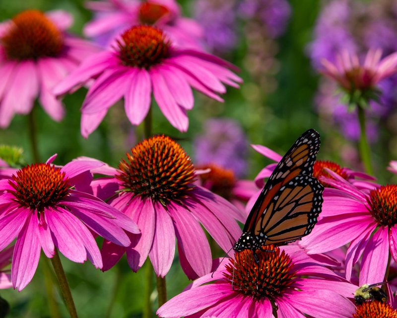 What to Do in February