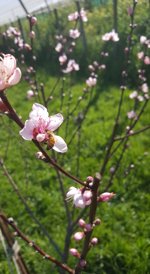 Meet the gardener challenge