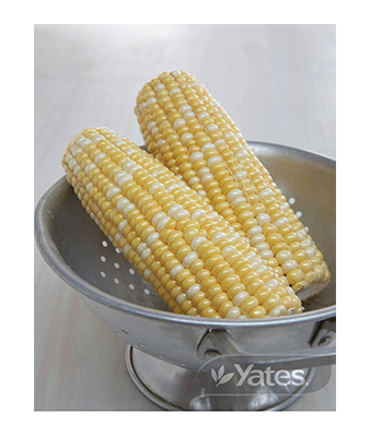 Sweet Corn Sun N Snow Product