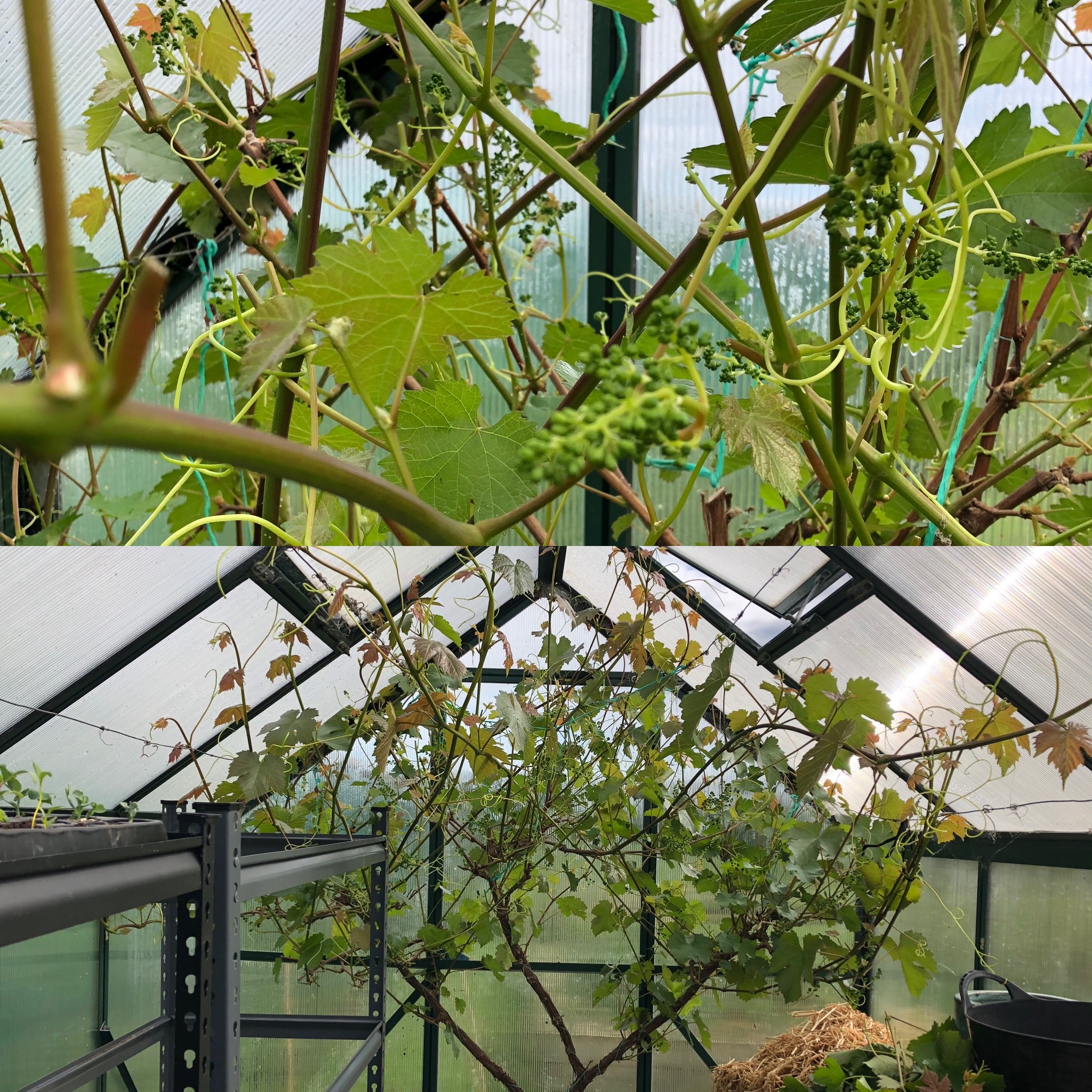 Creating airflow on the grapevine 