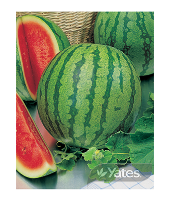 Watermelon Crimson Sweet Original Product