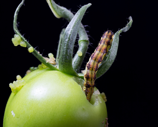 Tomato Fruit Worm