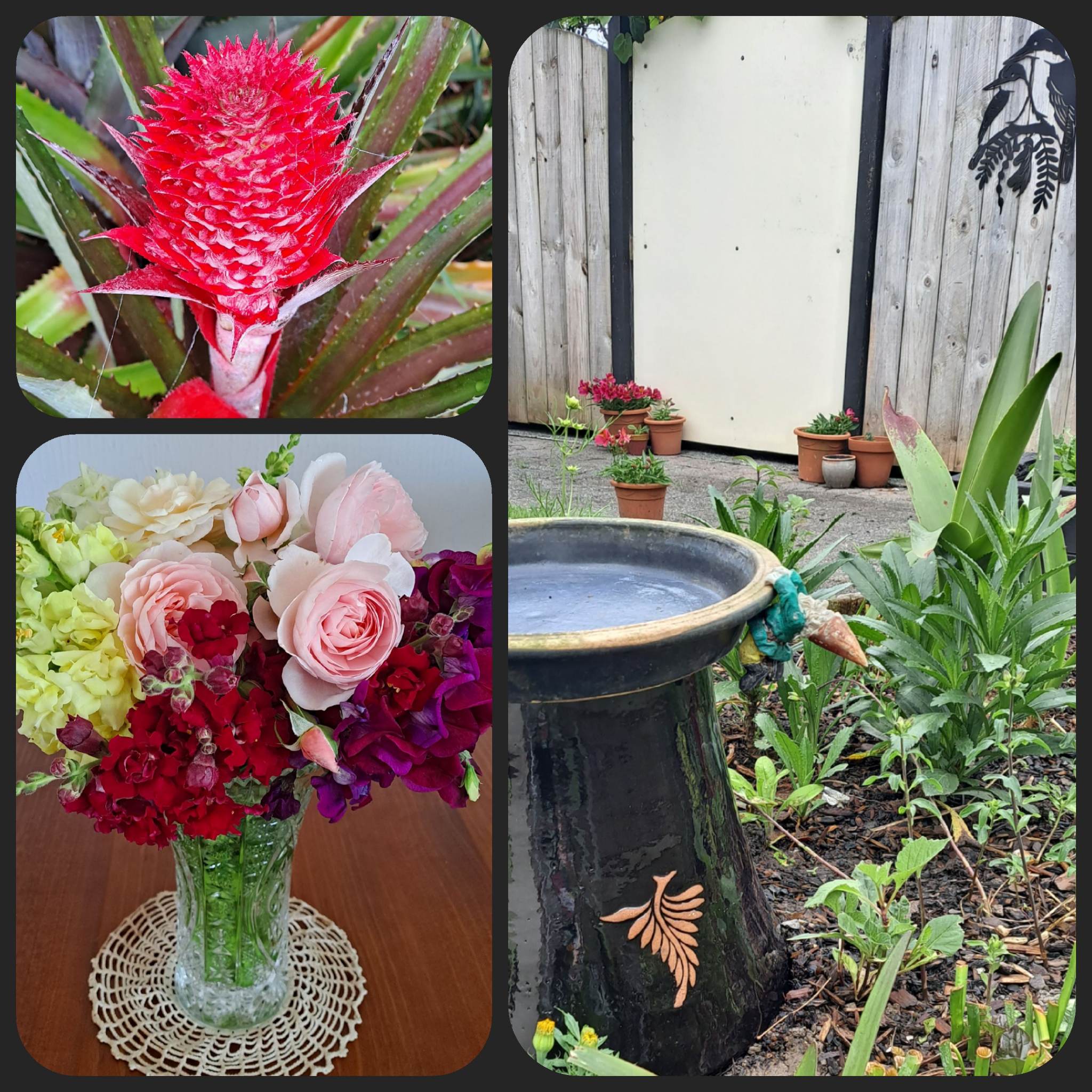 Basil, bugs and birdbaths