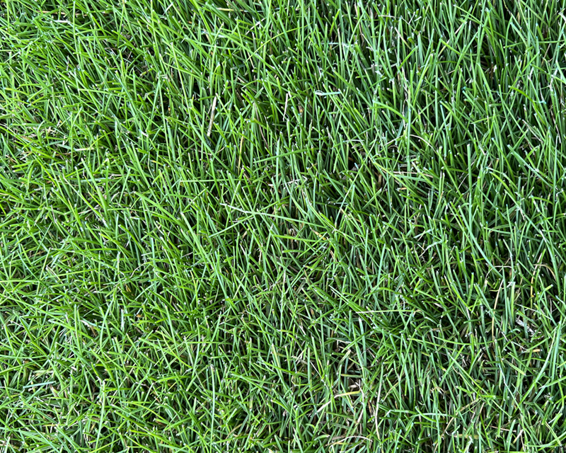 Yates Sun & Shade Lawn Seed