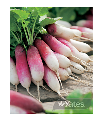Radish French Breakfast Product