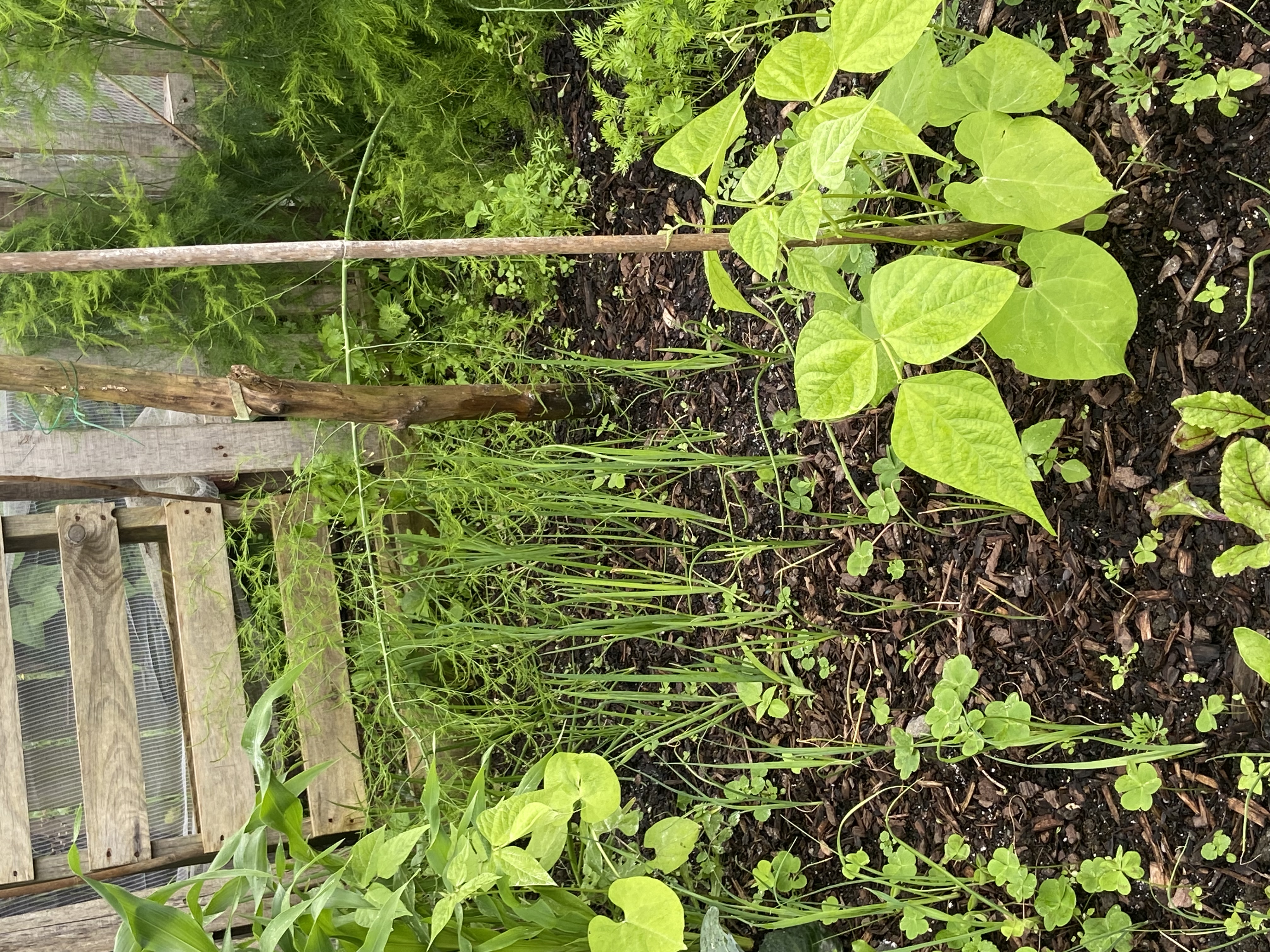 Things are finally starting to grow