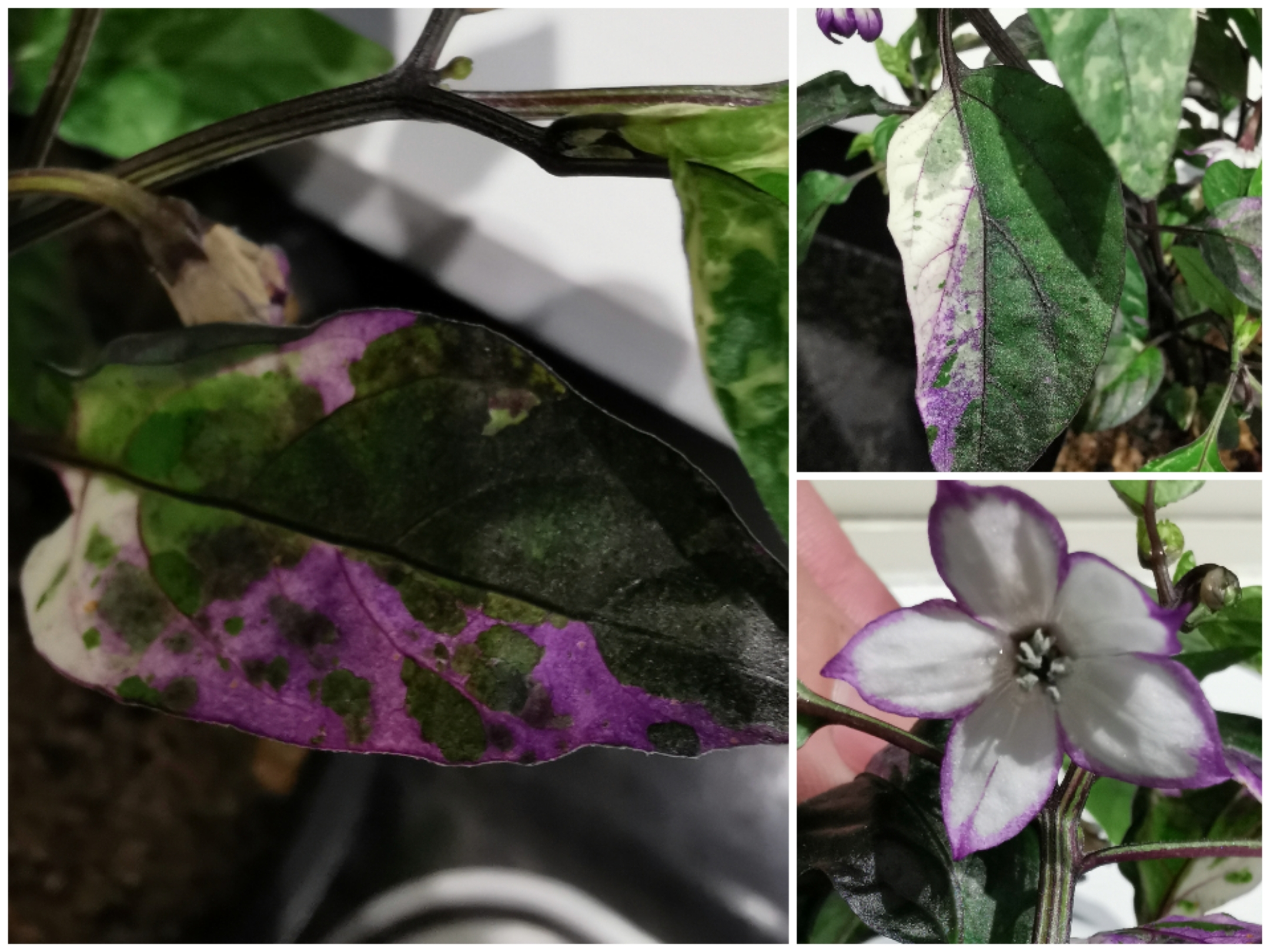 Scarlett's Chilli... Oh so pretty! 