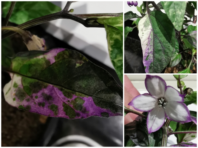 Scarlett's Chilli... Oh so pretty!