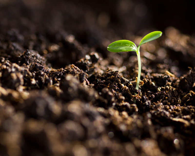 5 Tips to Improve Soil