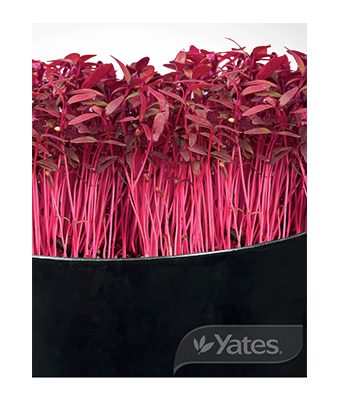 Microgreens Amaranth Red Garnets Product