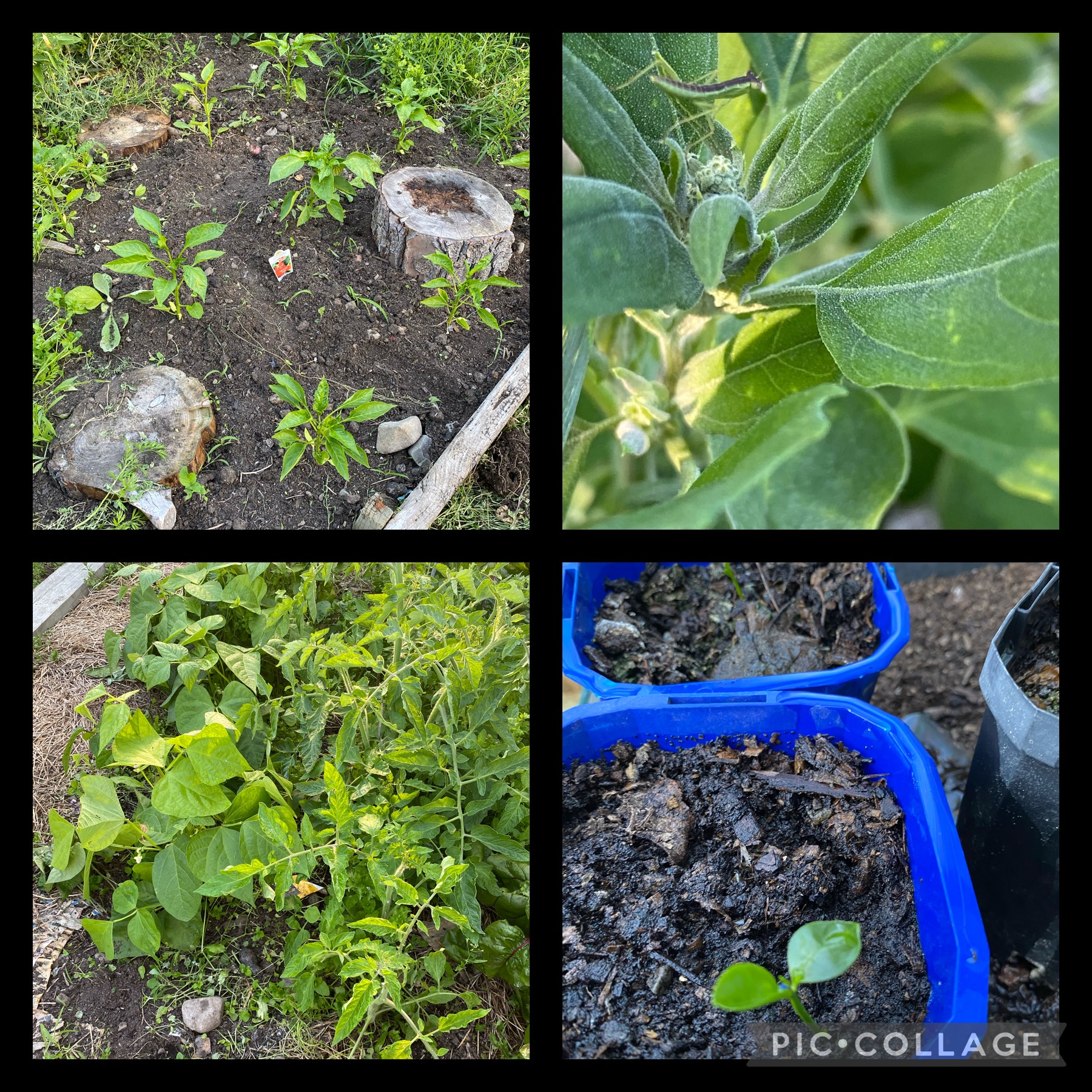 Welcome to the praying mantises 