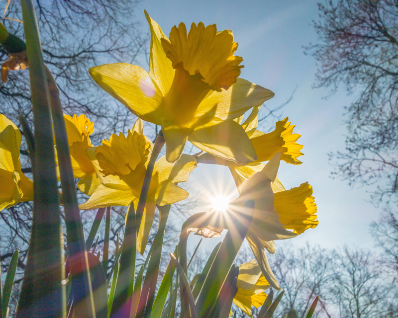 Spring Daffodils Thumb