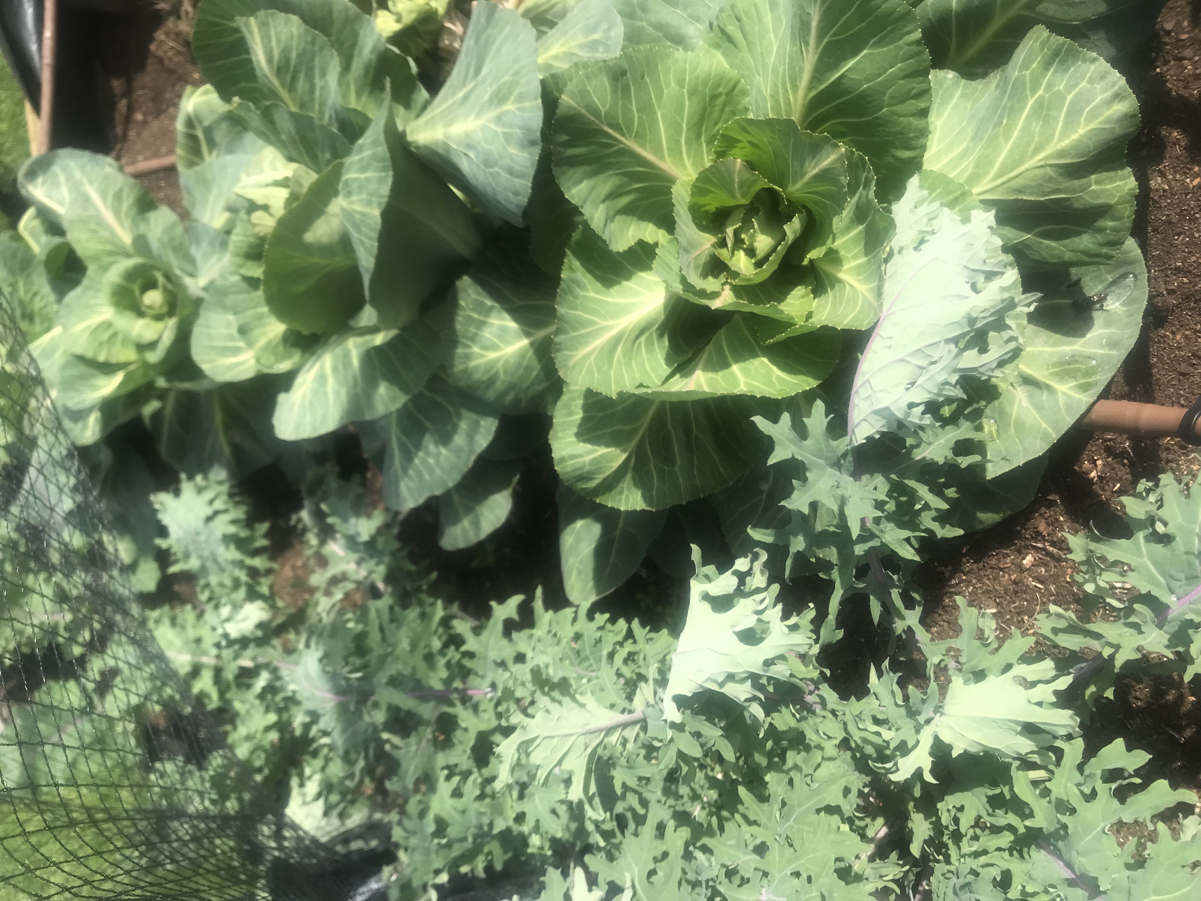 Cabbage and kale two of the best winter vegetables 