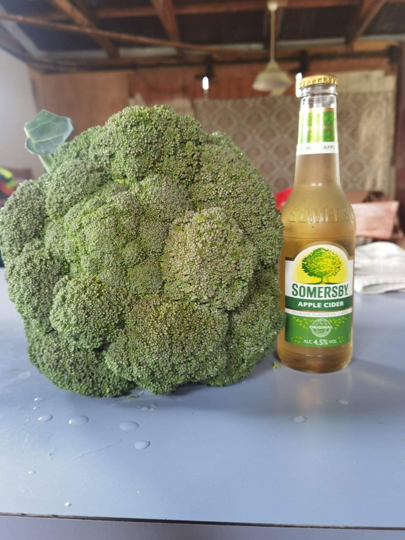 Massive broccoli 