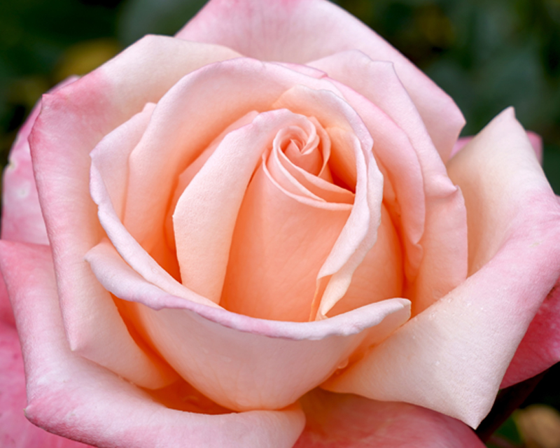 Hybrid Tea Rose 'Aotearoa'