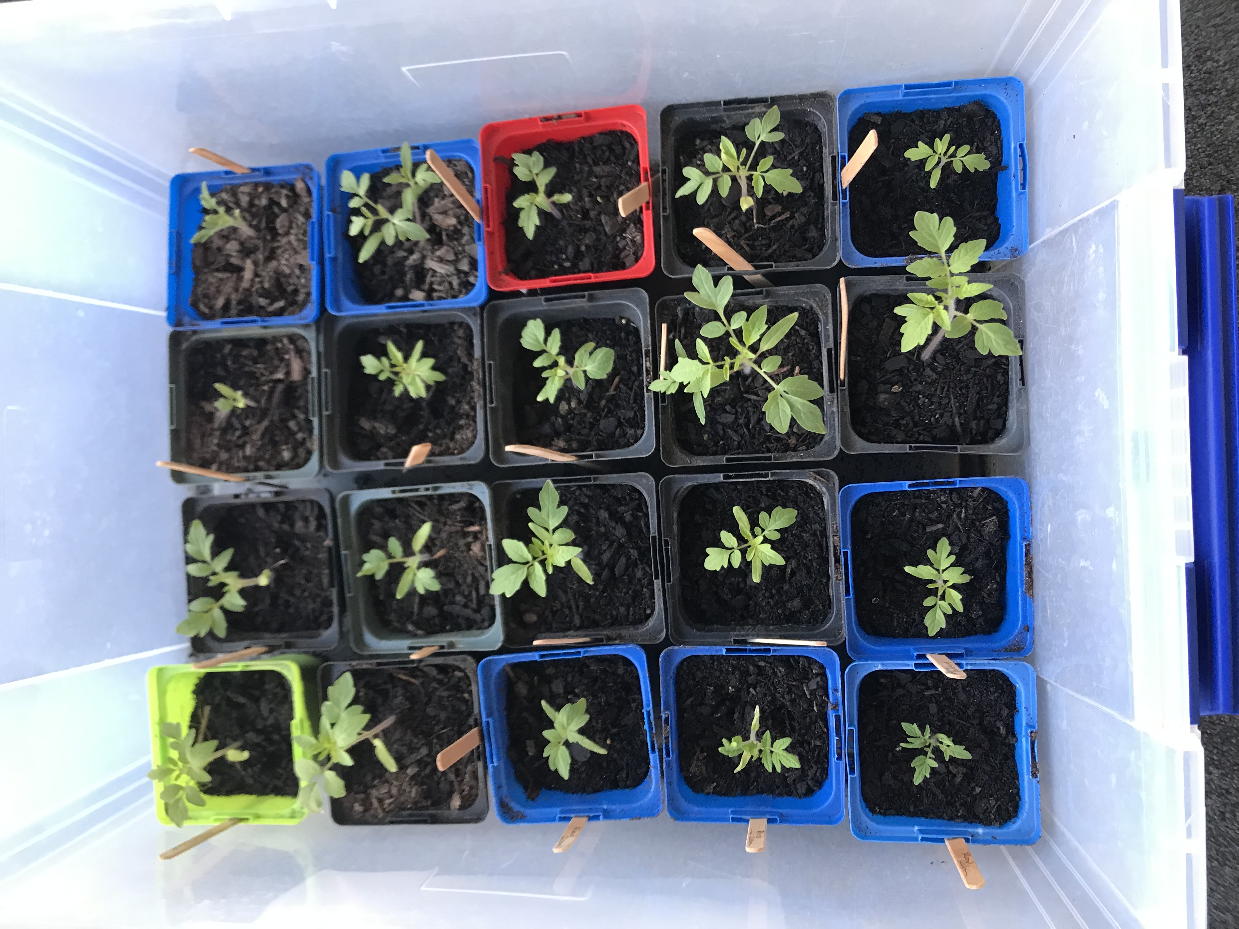 Tomato babies are coming along nicely 