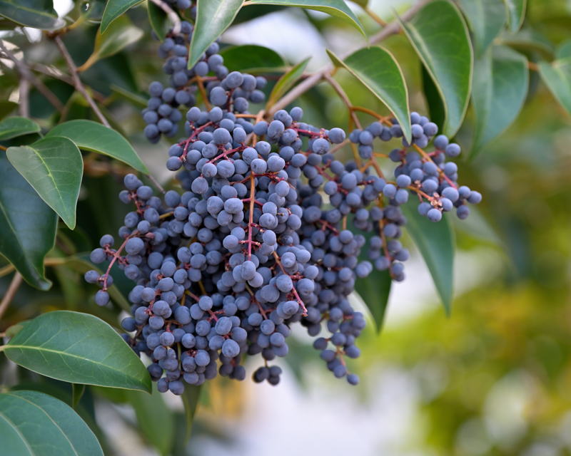 Privet
