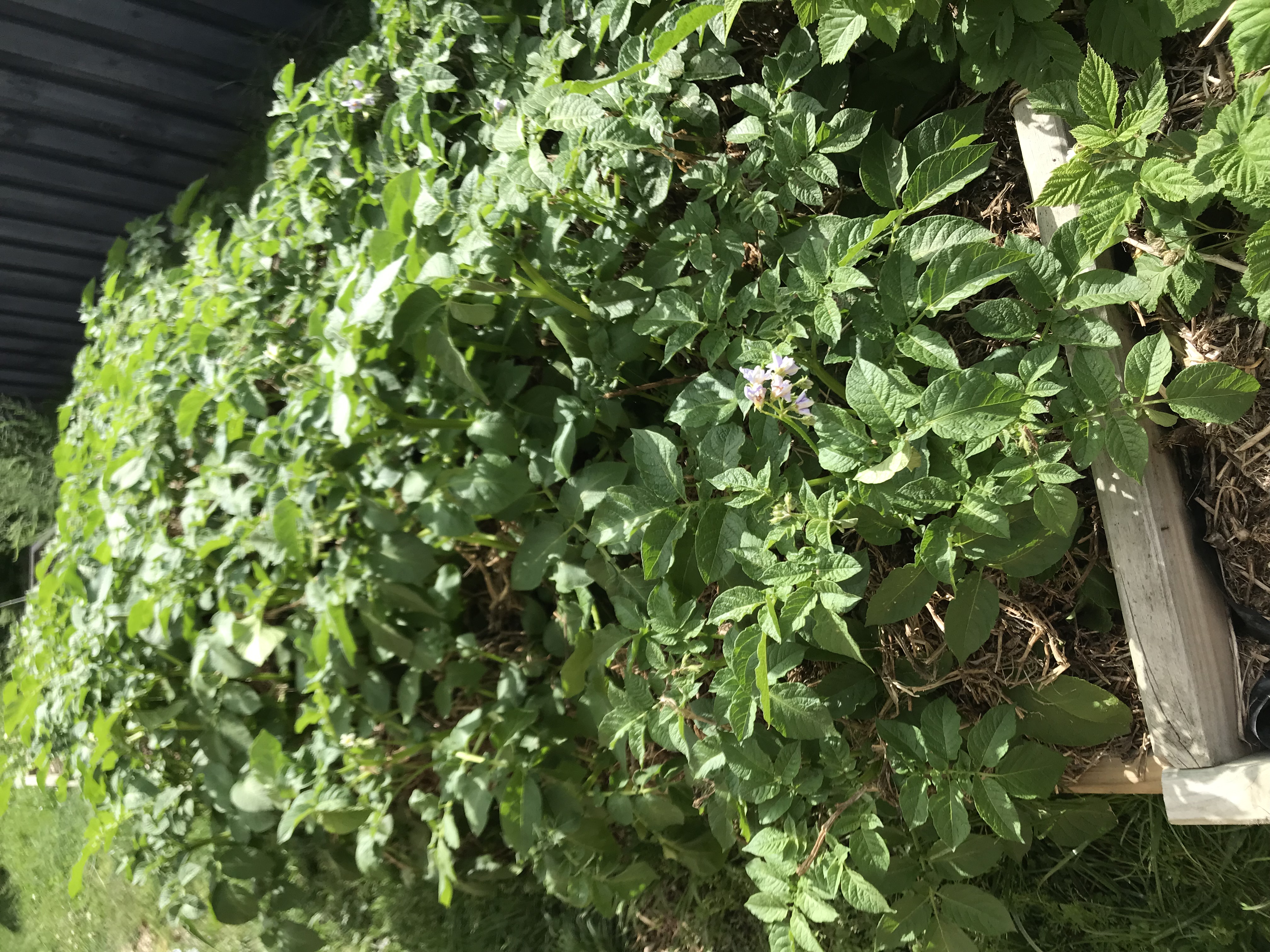 Potatoes are taking off. 