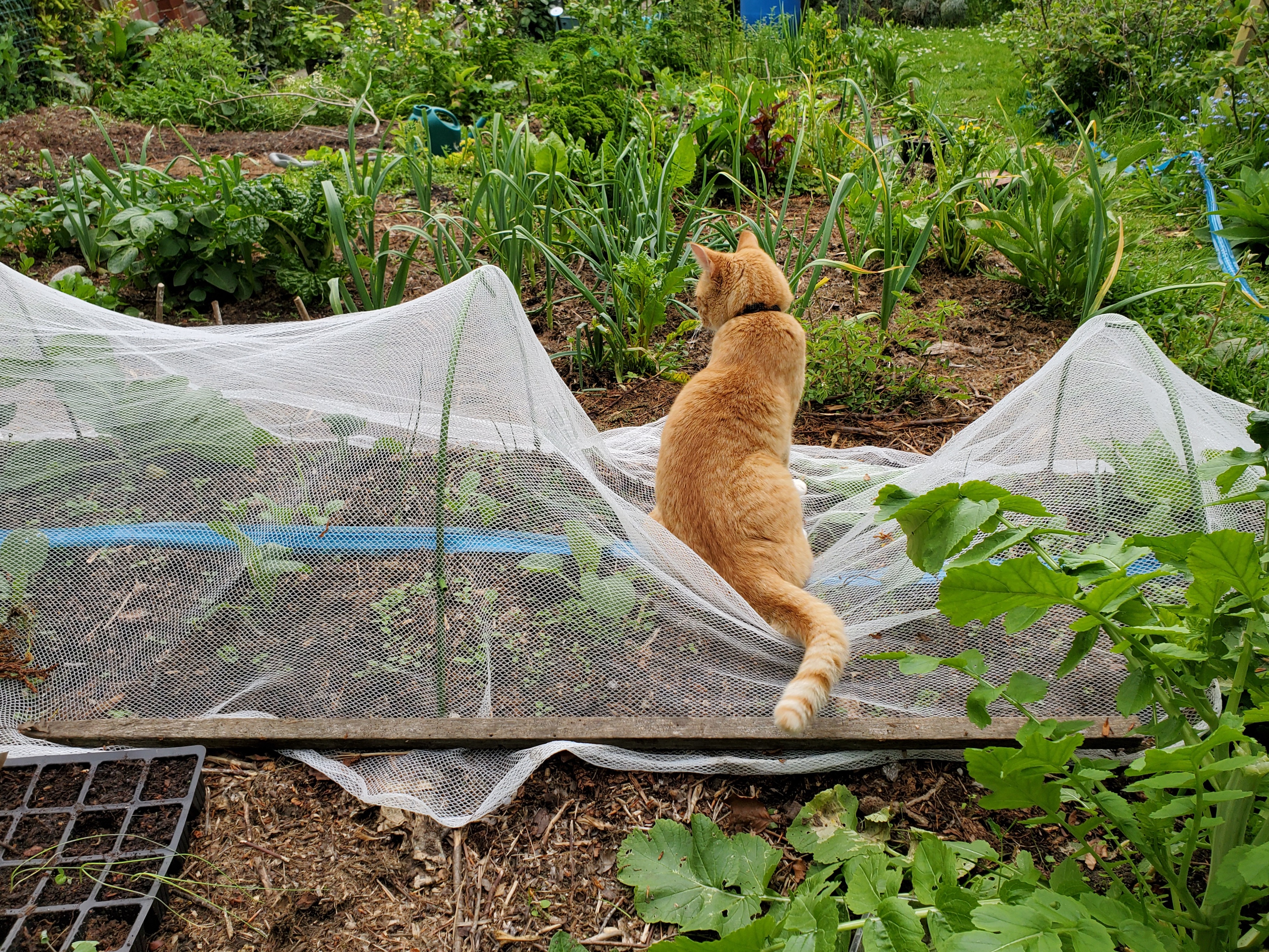 Keeping late spring/summer brassicas warm