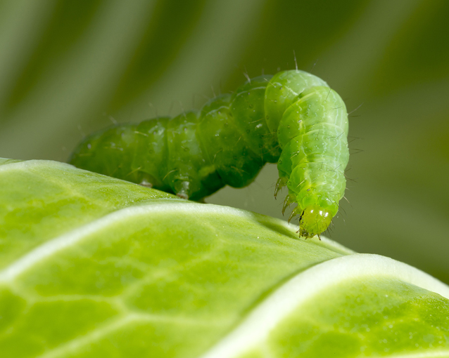 Problem Solver Overview 1