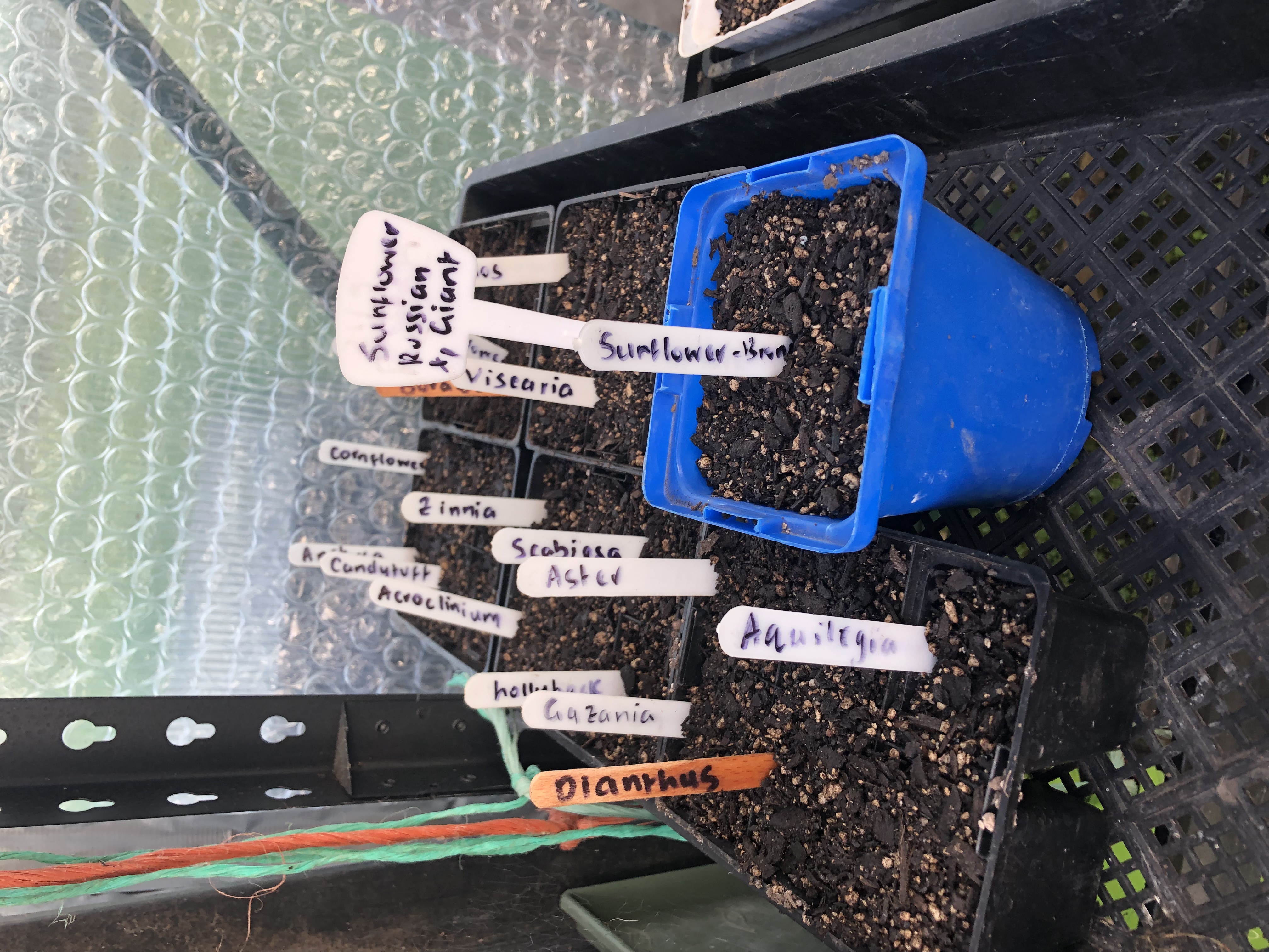 A sprinkle of happiness