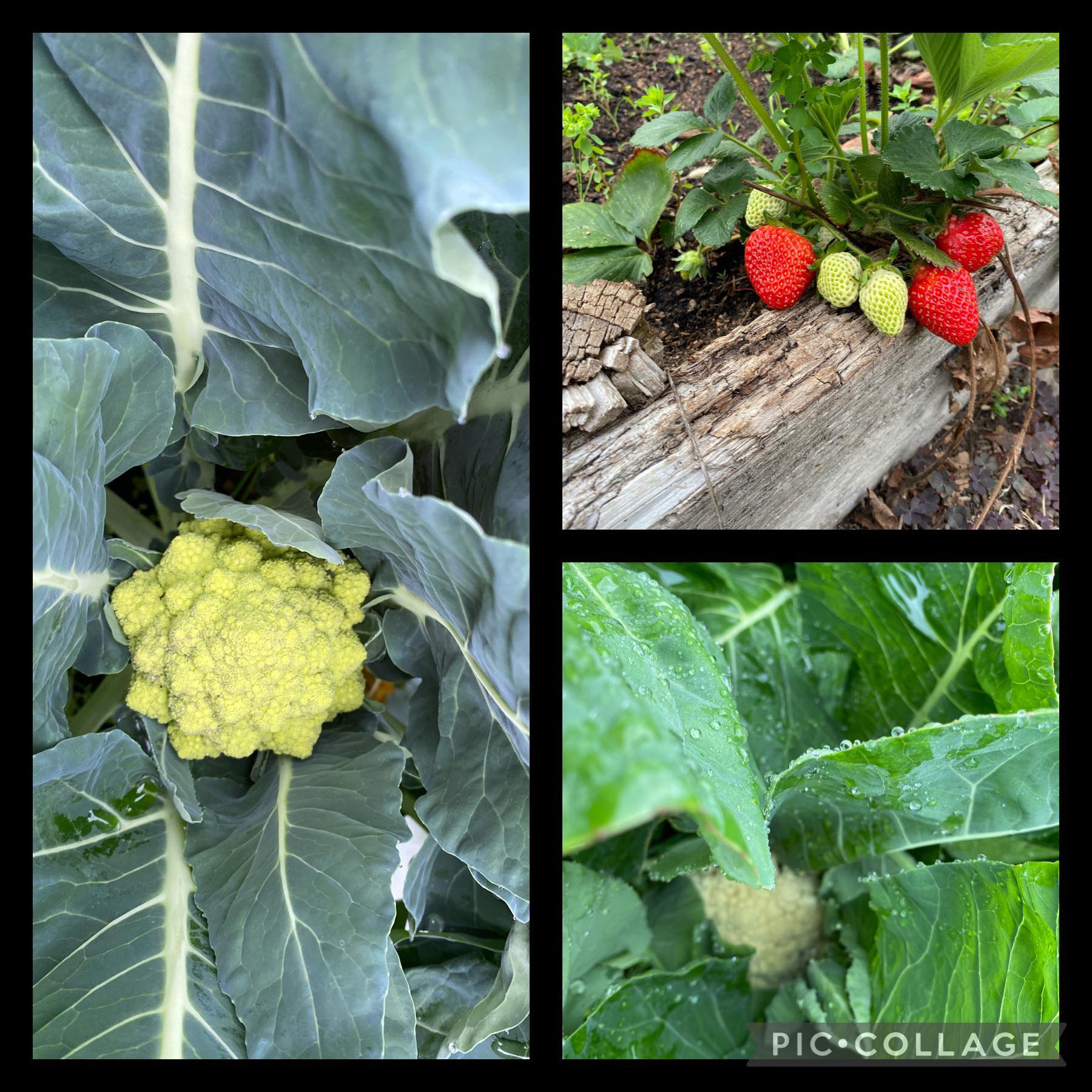 Legit food right there 