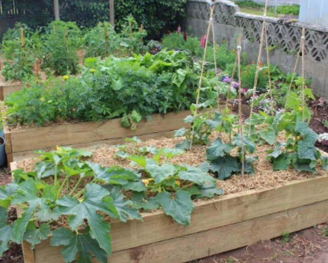 Vegie Growing Challenge