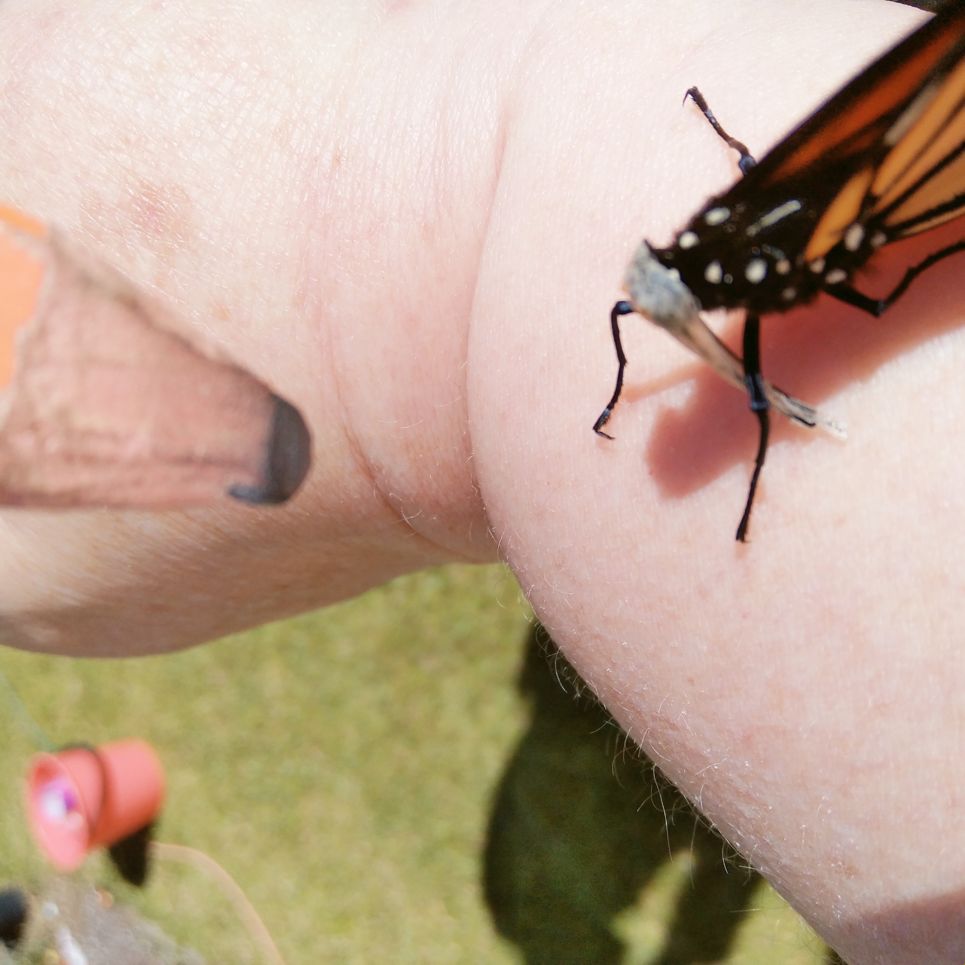 Something you don't see everyday...