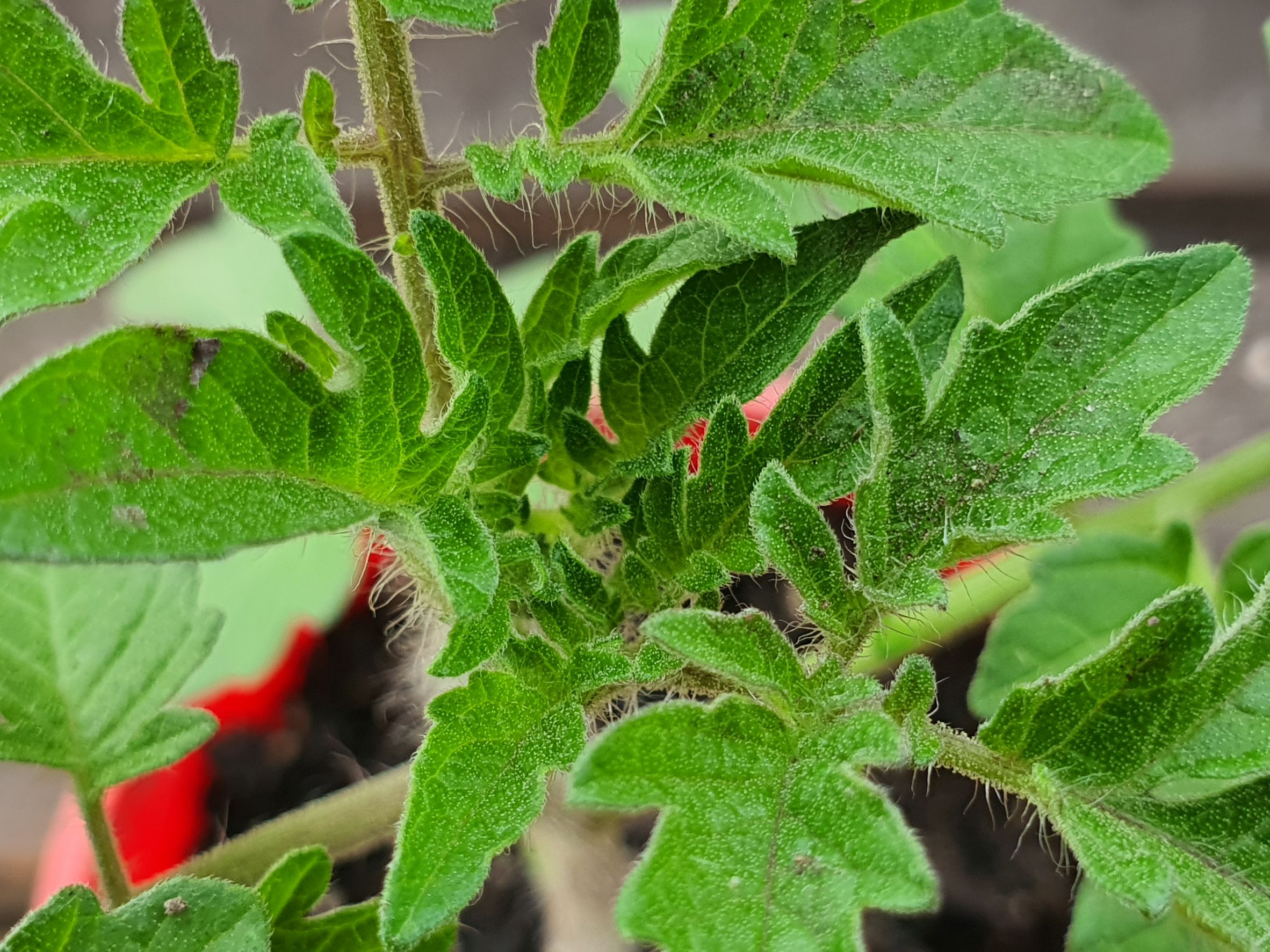 Friday Top Tips:  How do plants grow