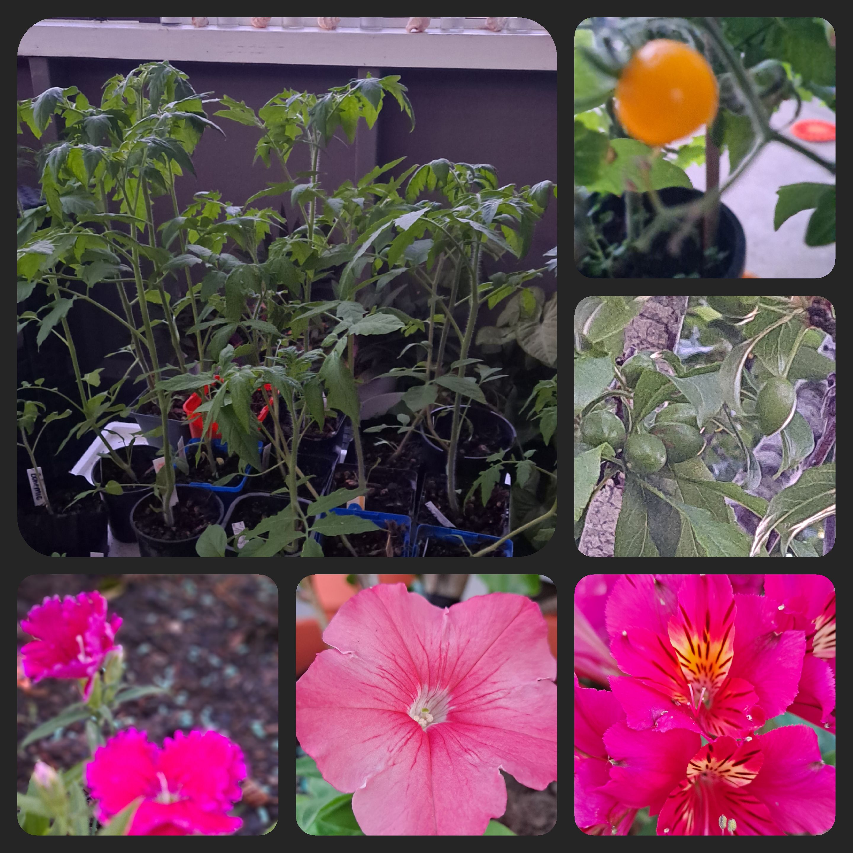 Evictions, Thieves, and Plums