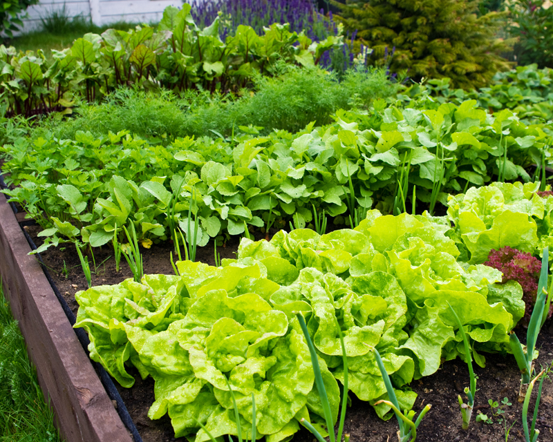 Crop Rotation for Home Gardens