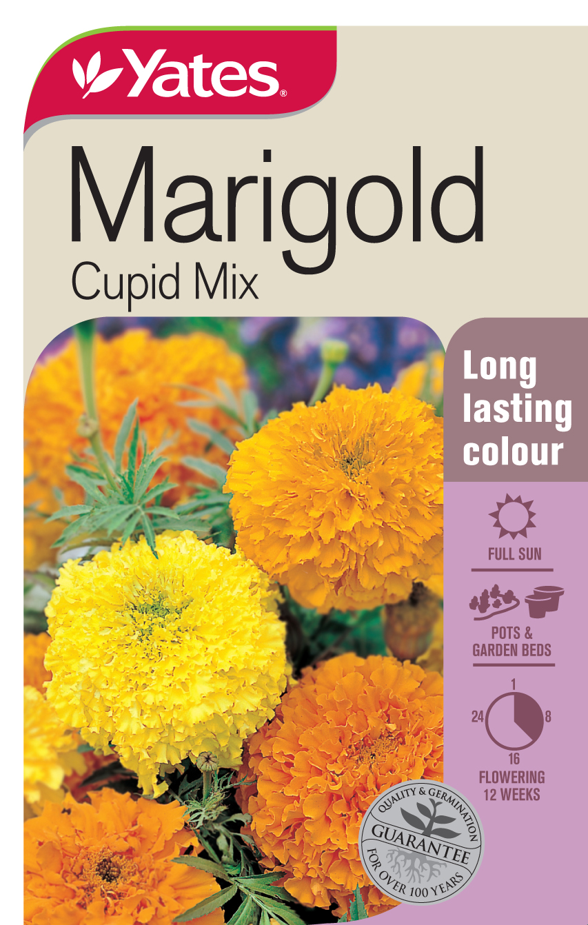 Marigold 'Cupid Mix'