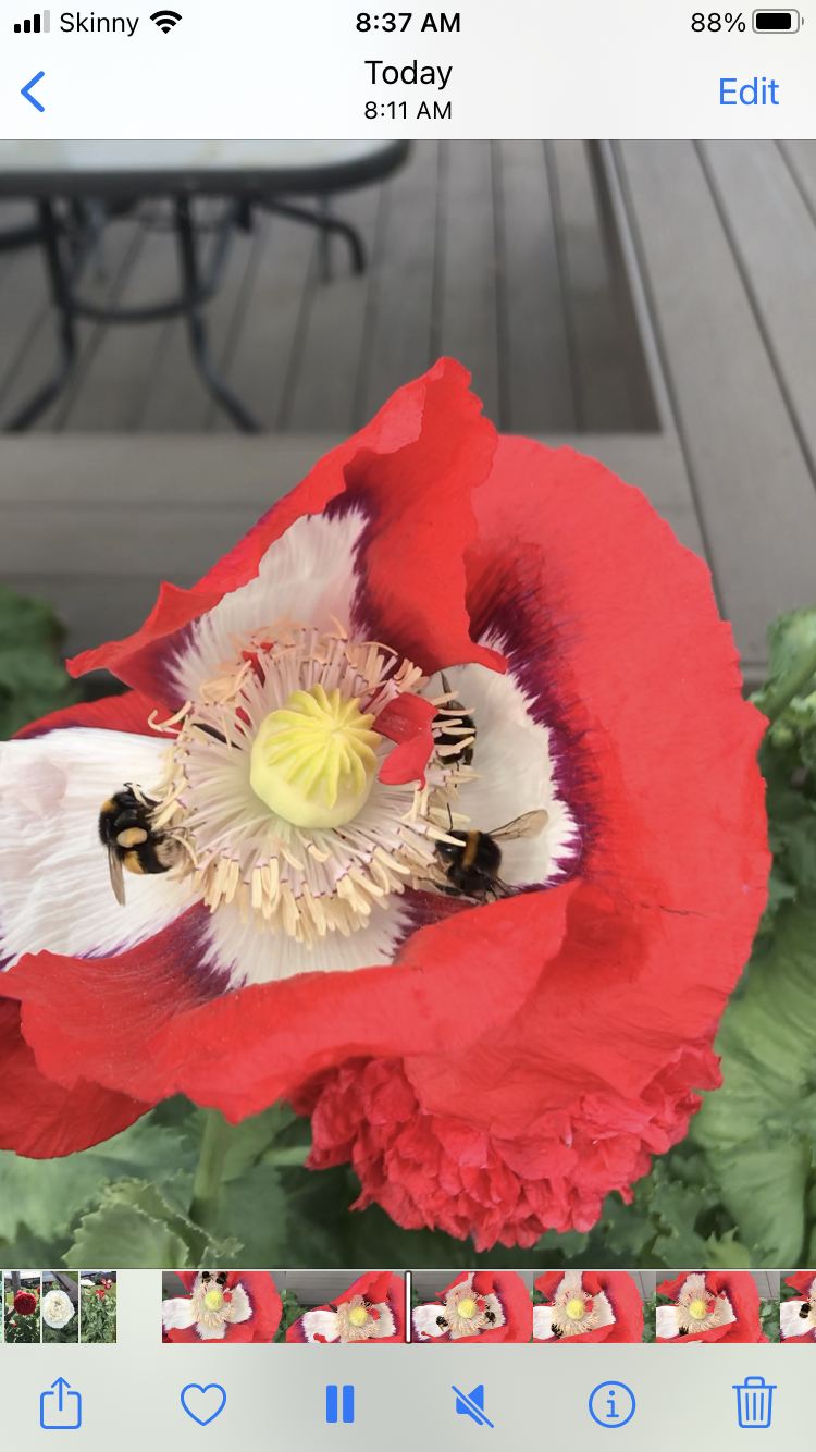 Peony poppies watching is better than TV