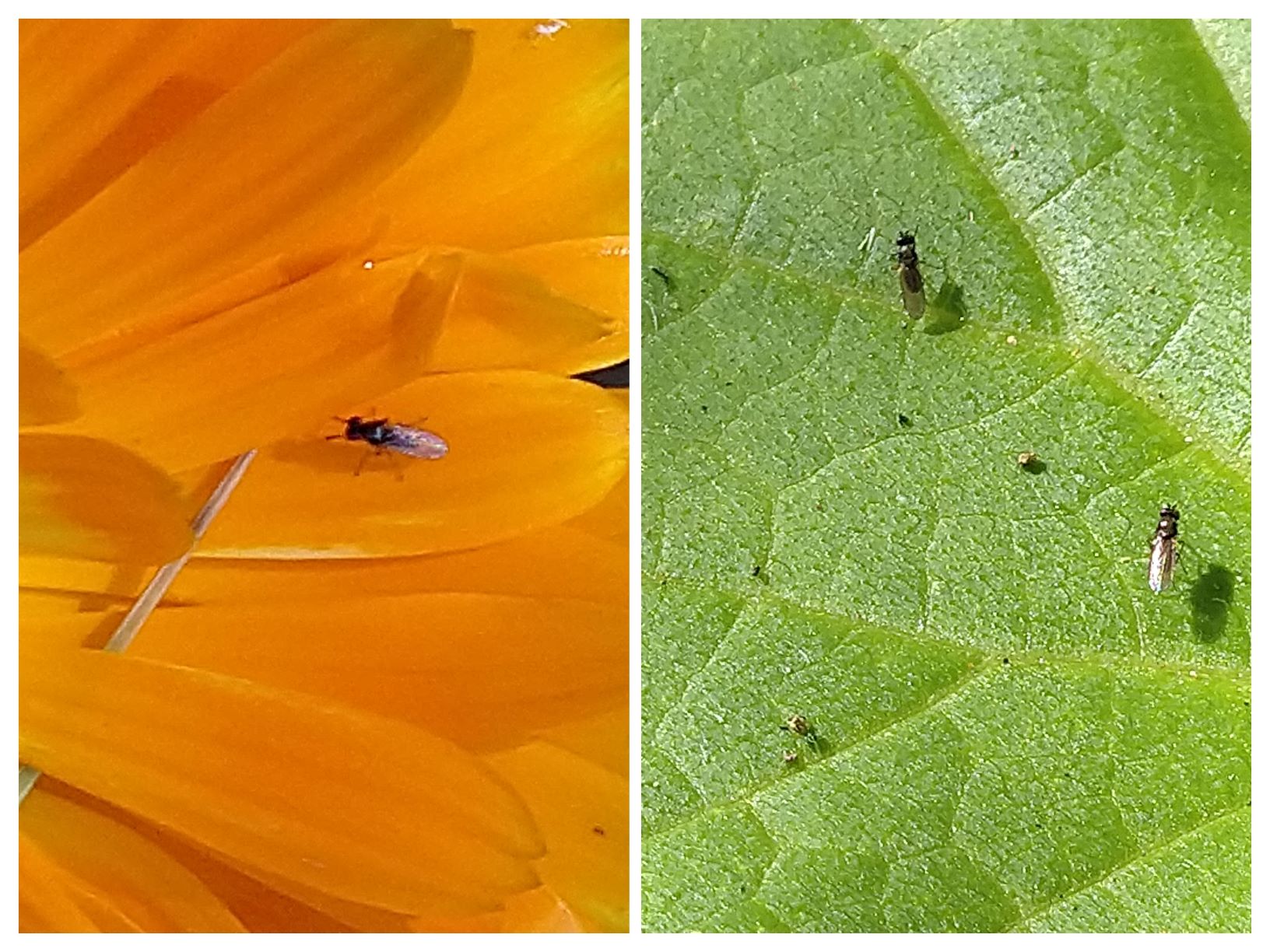 What are these little blighters?