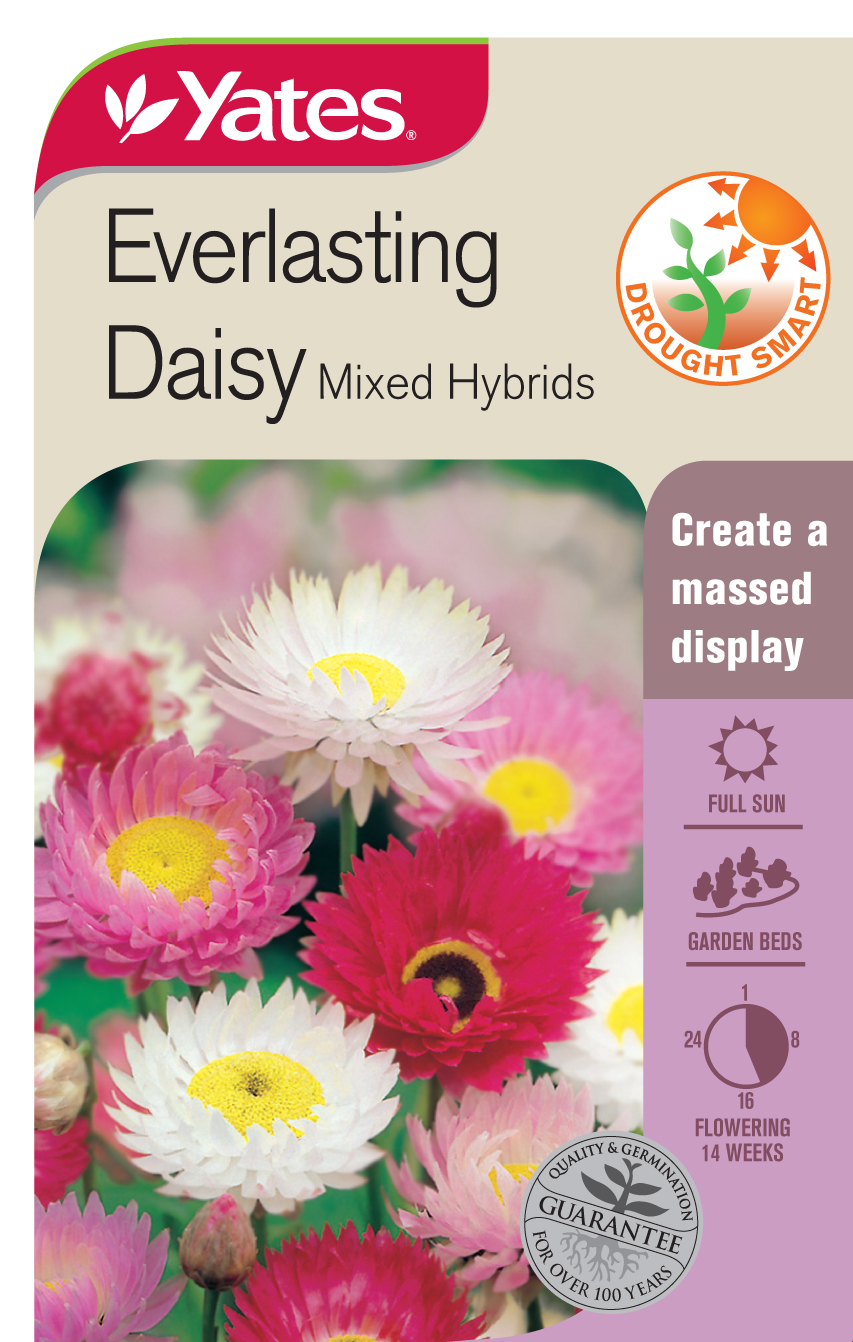 Everlasting Daisy 'Mixed Hybrids'