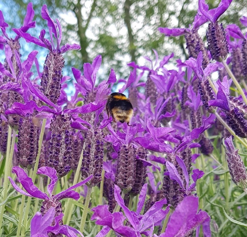 Bee Lavender