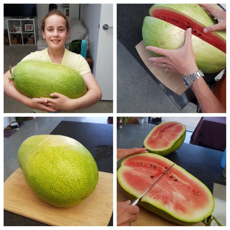 Now That's A Watermelon!