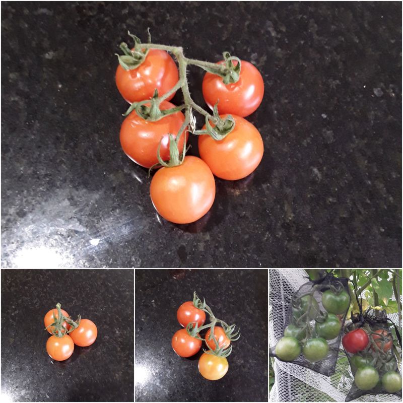 Ripe Truss Tomatoes