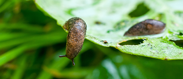 snails-slugs-1