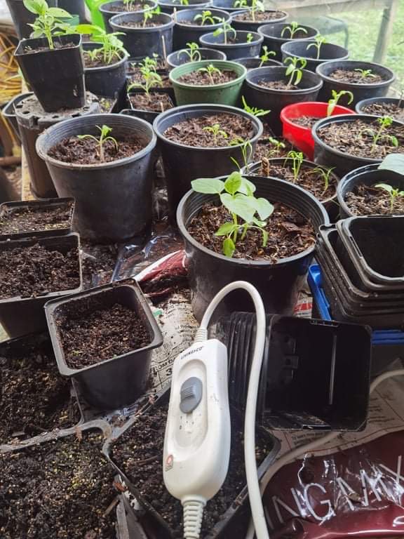 Seedling hack