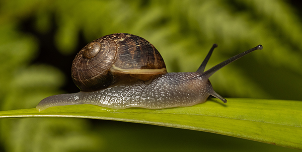 Snails And Slugs