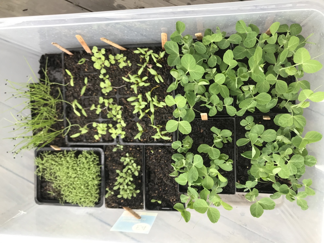 Seed planting