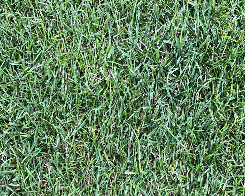 Yates Seed'n'Feed Lawn Seed